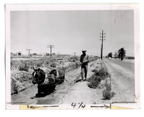 A horse pulls a tool through an irrigation ditch to clear vegetation.